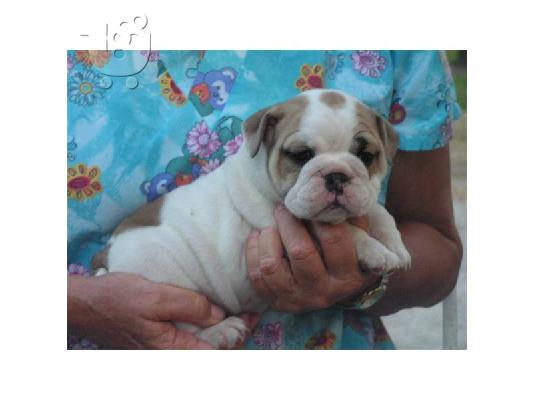 PoulaTo: ΑΓΓΛΙΚΑ BULL DOG για υιοθεσία